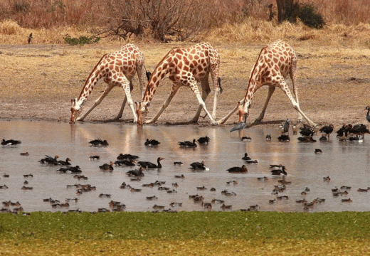 AnyConv.com__parc waza