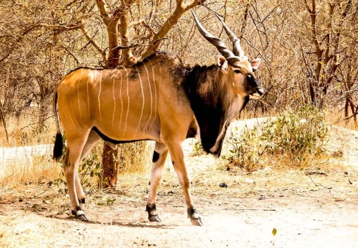 Parc-National-de-la-benoue2