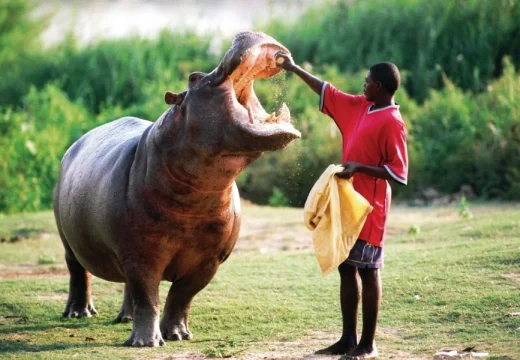 garoua-hipopotame-sur-les-rives